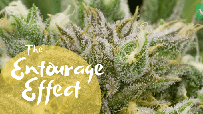 The Entourage Effect: How to Get the Most Out of Your Cannabis 