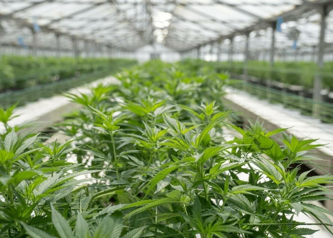 6 Cannabis Tours in the United States Worth Checking Out