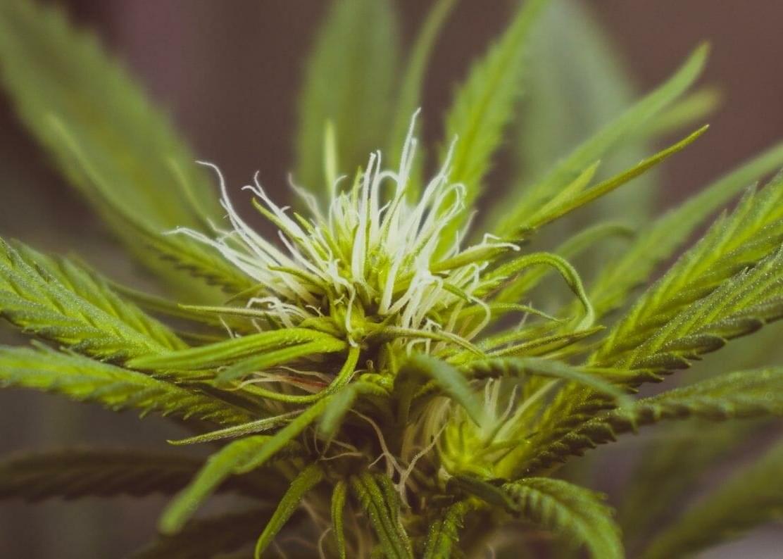 Growing 101: How to Harvest for the Best Yields