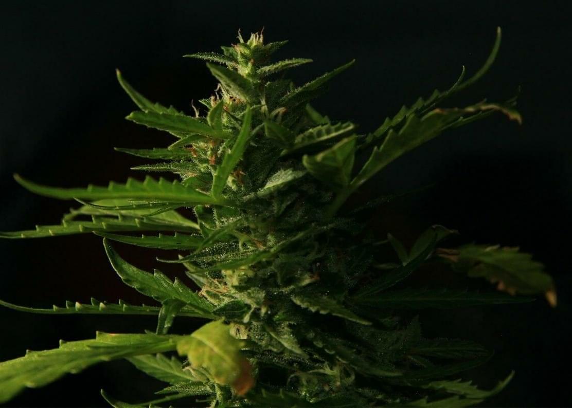 Growing 101: Where & What to Look for in Seeds