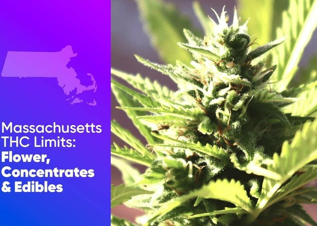 Massachusetts THC Limits: Flower, Concentrates, and Edibles