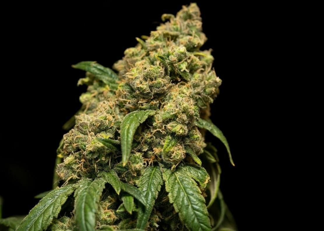Pheno Hunting Cannabis: How Growers Pick their Strains