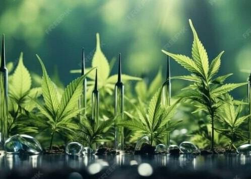 Q1 2026 Cannabis Industry Events: The Essential Guide for Brands, Retailers, and Innovators