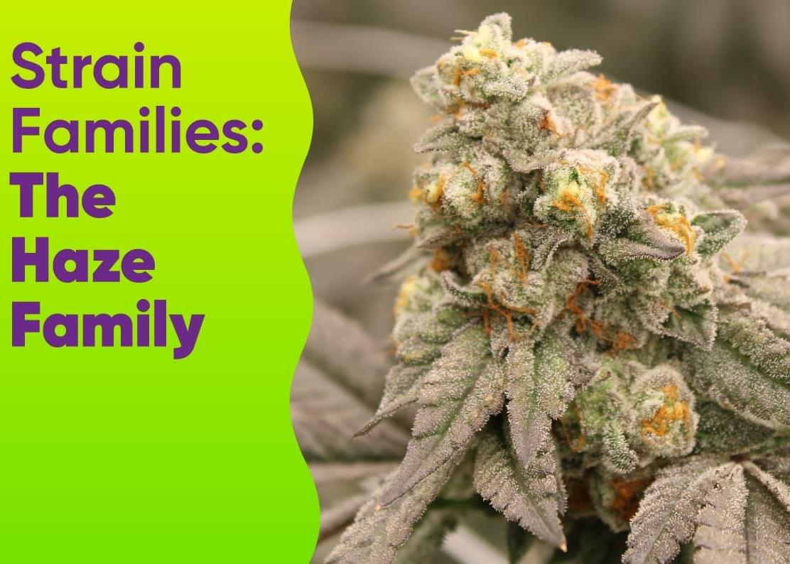 Strain Families: The Haze Family