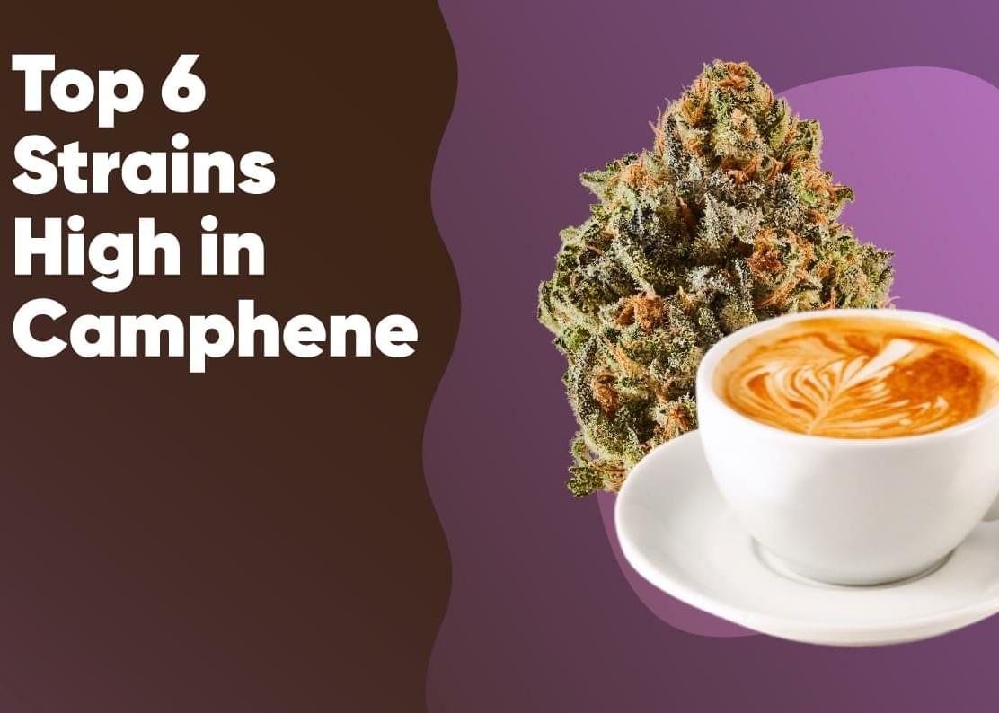 Top 6 Strains High in Camphene
