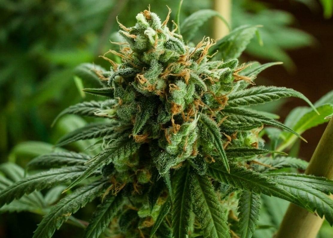 What are Autoflowering Cannabis Seeds?