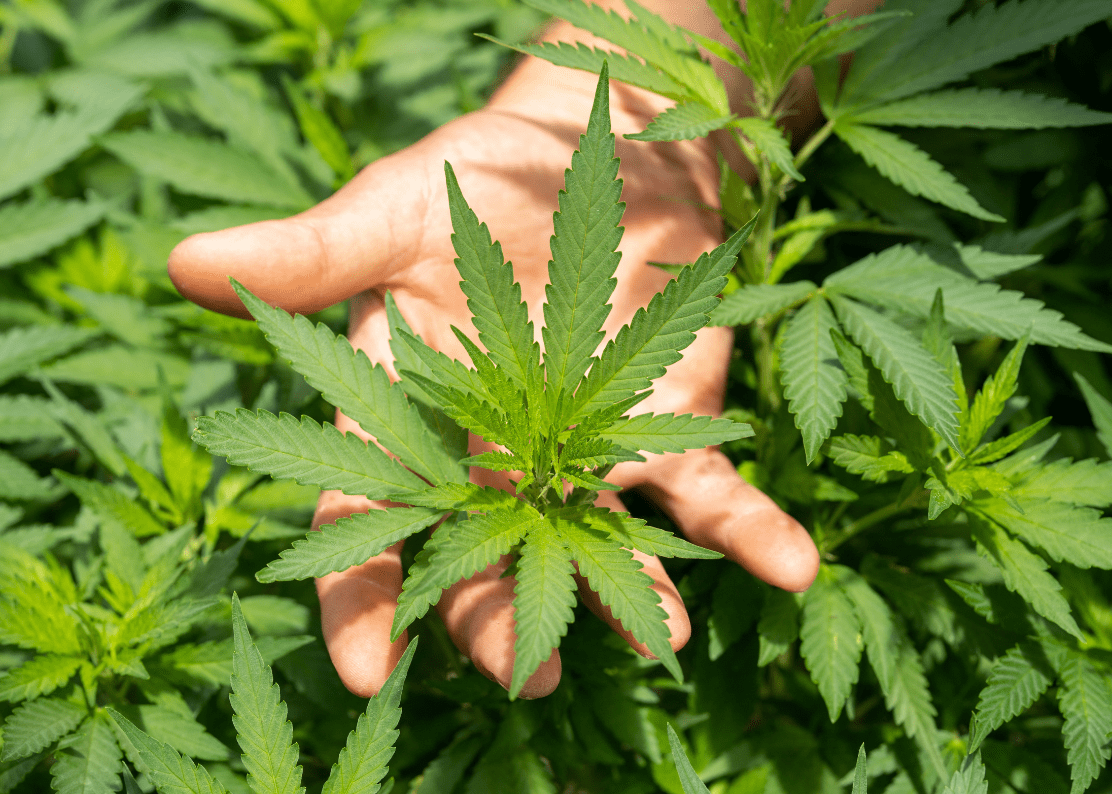 What Does Cannabidiol Do? Plus Your Most Common CBD Questions Answered