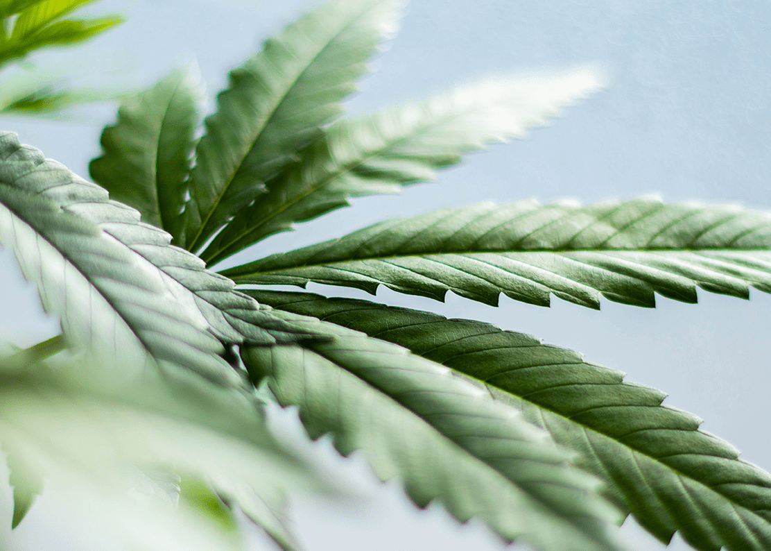 What is Cannabidivarin or CBDV?
