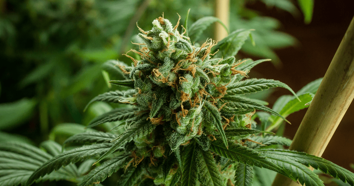 ⑦Frankie Wilmott / Sensemilla What Does Sinsemilla Cannabis Mean? | Where's Weed