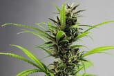 Which Seed Strains are Auto-Flowering?
