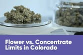 Flower vs. Concentrate Limits in Colorado: Everything You Need to Know