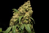 Pheno Hunting Cannabis: How Growers Pick their Strains