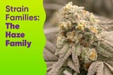 Strain Families: The Haze Family