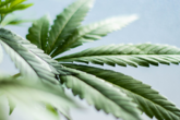 What is Cannabidivarin or CBDV?