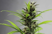 Which Seed Strains are Auto-Flowering?