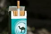 Is the Biden Administration Banning Menthol Cigarettes & Flavored Swishers?