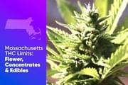 Massachusetts THC Limits: Flower, Concentrates, and Edibles