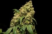Pheno Hunting Cannabis: How Growers Pick their Strains
