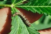 Stoney Critters: How to Deal with a Caterpillar Infestation on Cannabis Plants