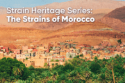 Strain Heritage Series: Landrace Strains of Morocco