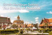 Strain Heritage Series: Strains of Thailand