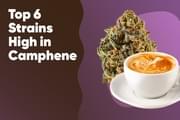 Top 6 Strains High in Camphene