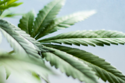 What is Cannabidivarin or CBDV?