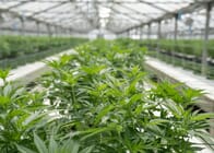 6 Cannabis Tours in the United States Worth Checking Out
