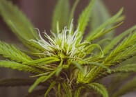 Growing 101: How to Harvest for the Best Yields