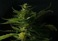Growing 101: Where & What to Look for in Seeds