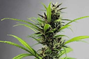 Which Seed Strains are Auto-Flowering?