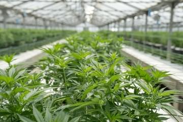 6 Cannabis Tours in the United States Worth Checking Out