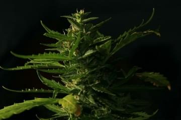 Growing 101: Where & What to Look for in Seeds