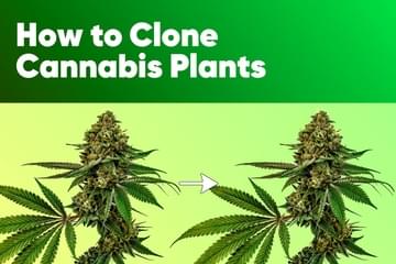 How to Clone Cannabis Plants