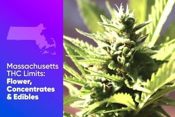 Massachusetts THC Limits: Flower, Concentrates, and Edibles