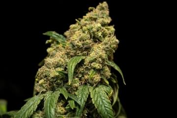 Pheno Hunting Cannabis: How Growers Pick their Strains