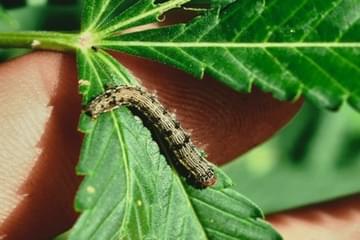 Stoney Critters: How to Deal with a Caterpillar Infestation on Cannabis Plants