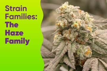 Strain Families: The Haze Family