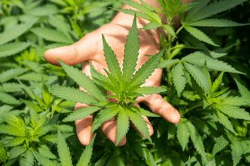 What Does Cannabidiol Do? Plus Your Most Common CBD Questions Answered