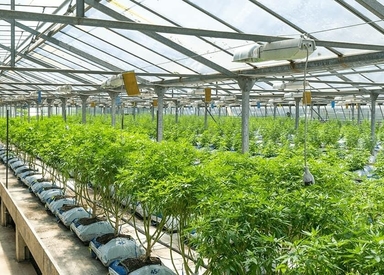 Patent No. 6630507: What's the Big Secret?