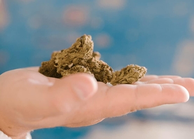 What's the Difference between Heirloom and Landrace Strains?