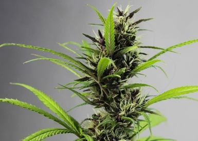 Which Seed Strains are Auto-Flowering?