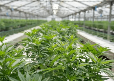 6 Cannabis Tours in the United States Worth Checking Out