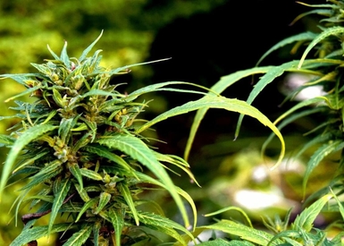 Can Light Deprivation Actually Help When Growing Weed?