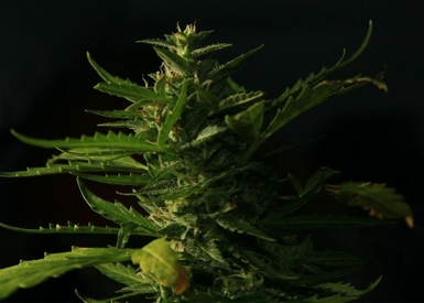 Growing 101: Where & What to Look for in Seeds