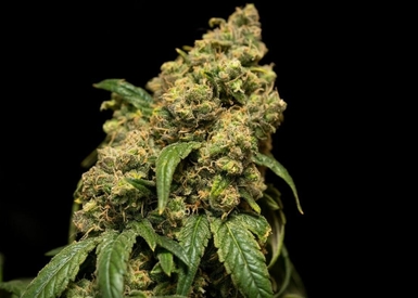 Pheno Hunting Cannabis: How Growers Pick their Strains