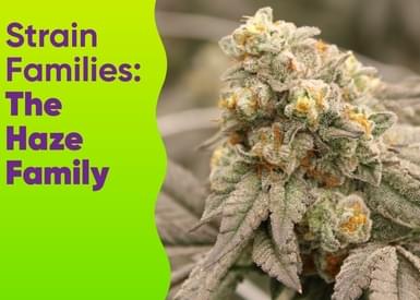 Strain Families: The Haze Family
