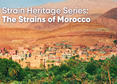 Strain Heritage Series: Landrace Strains of Morocco