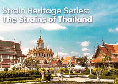 Strain Heritage Series: Strains of Thailand