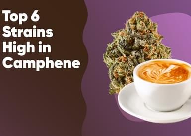 Top 6 Strains High in Camphene